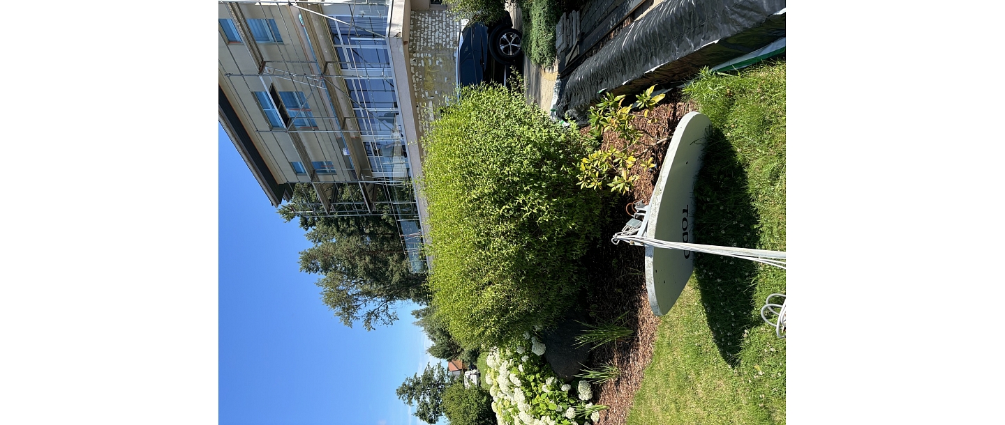 Декоративный кустарник