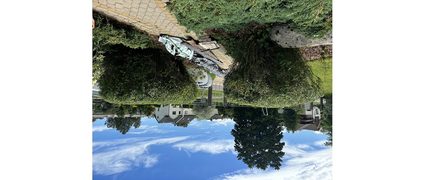 Greenery in the yard