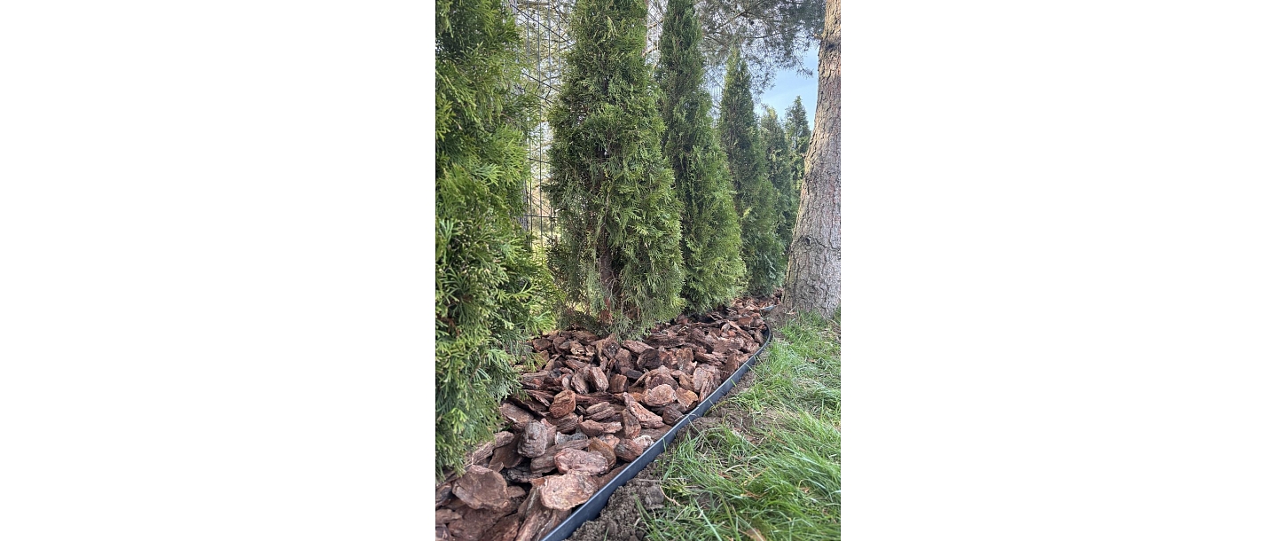 Skujkoku apstādījums