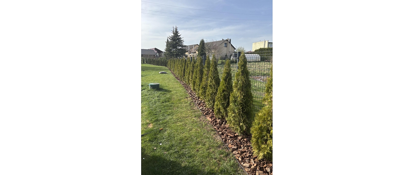 Skujkoku apstādījums