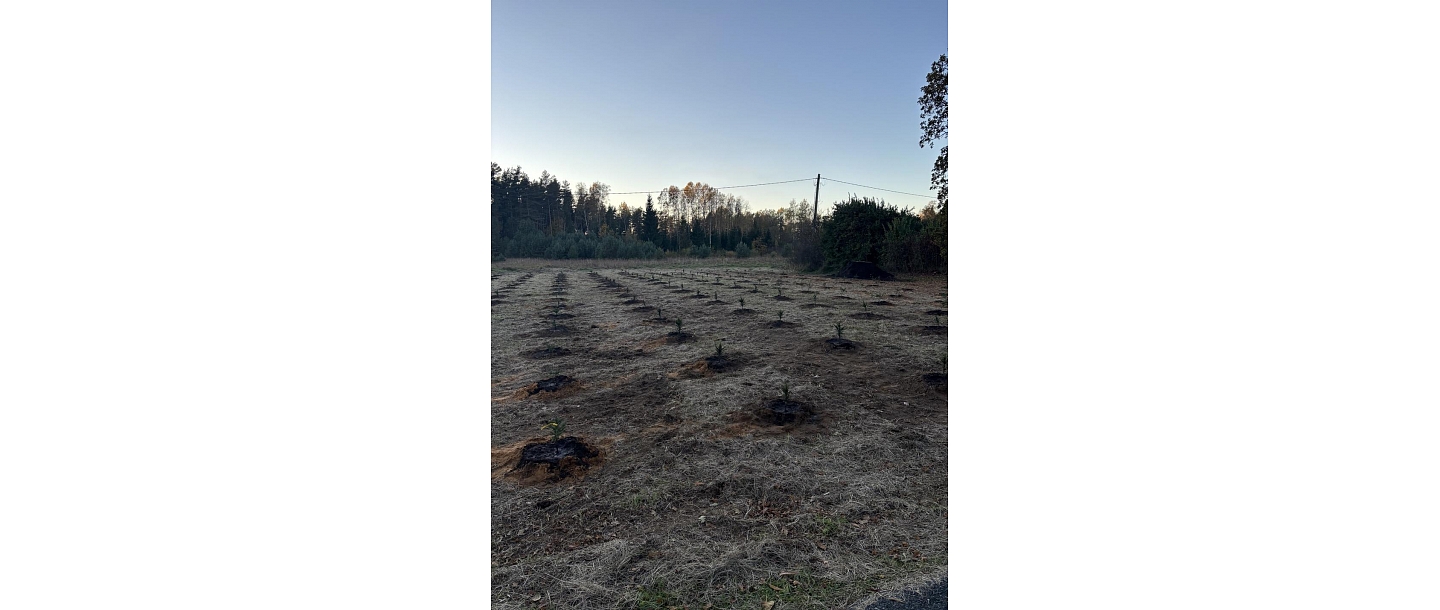 Nupat sastādīti koki