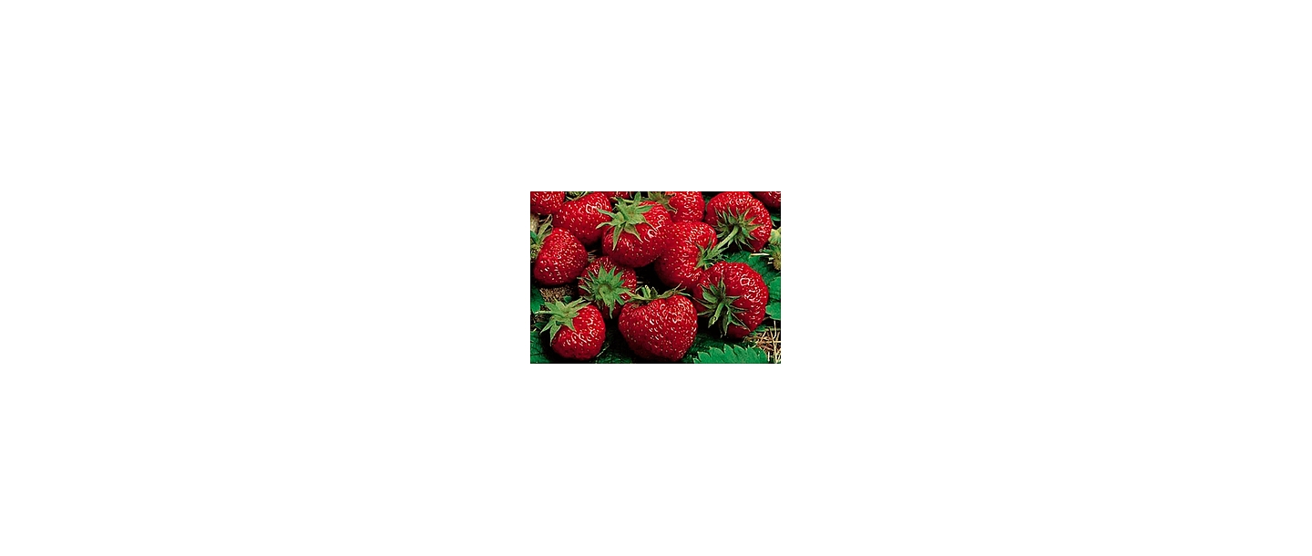 Strawberry plants