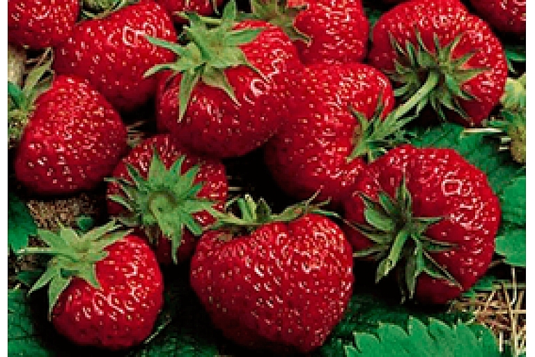 Strawberry plants