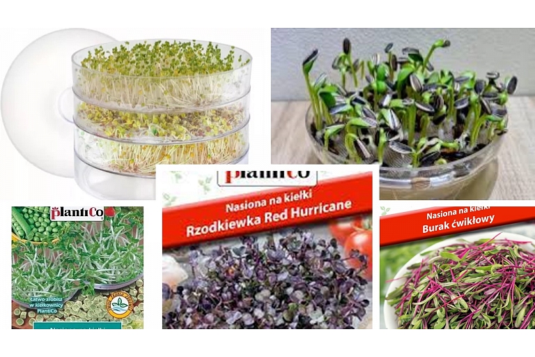 Germinating seeds