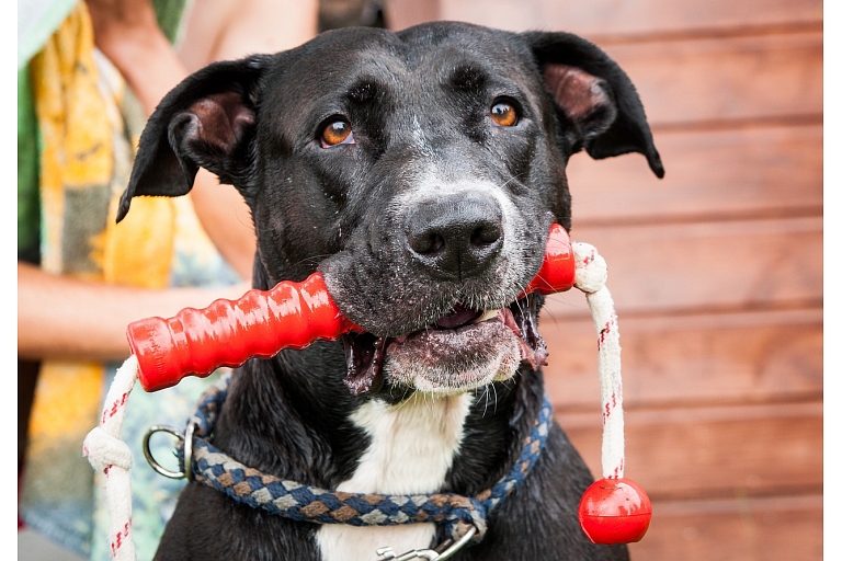 Pet accessories