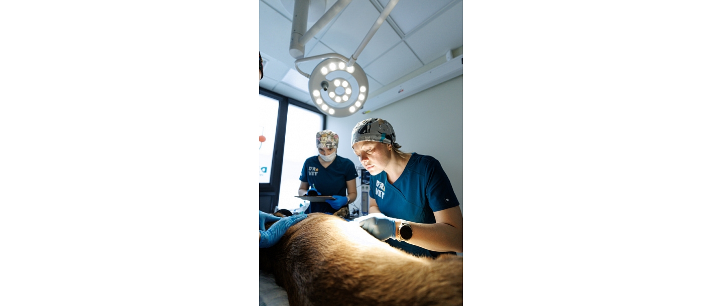 Dr. VET professionals in action