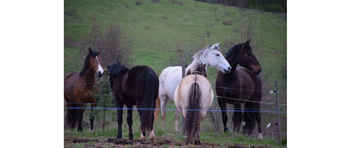 Horses