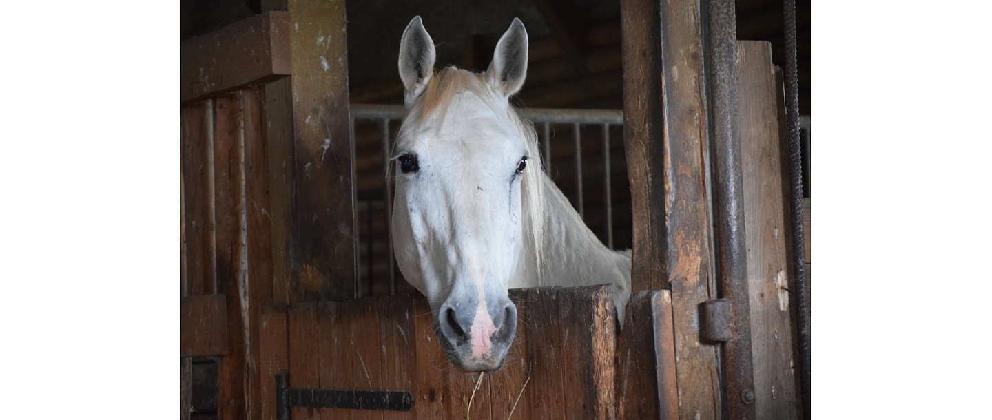Horses