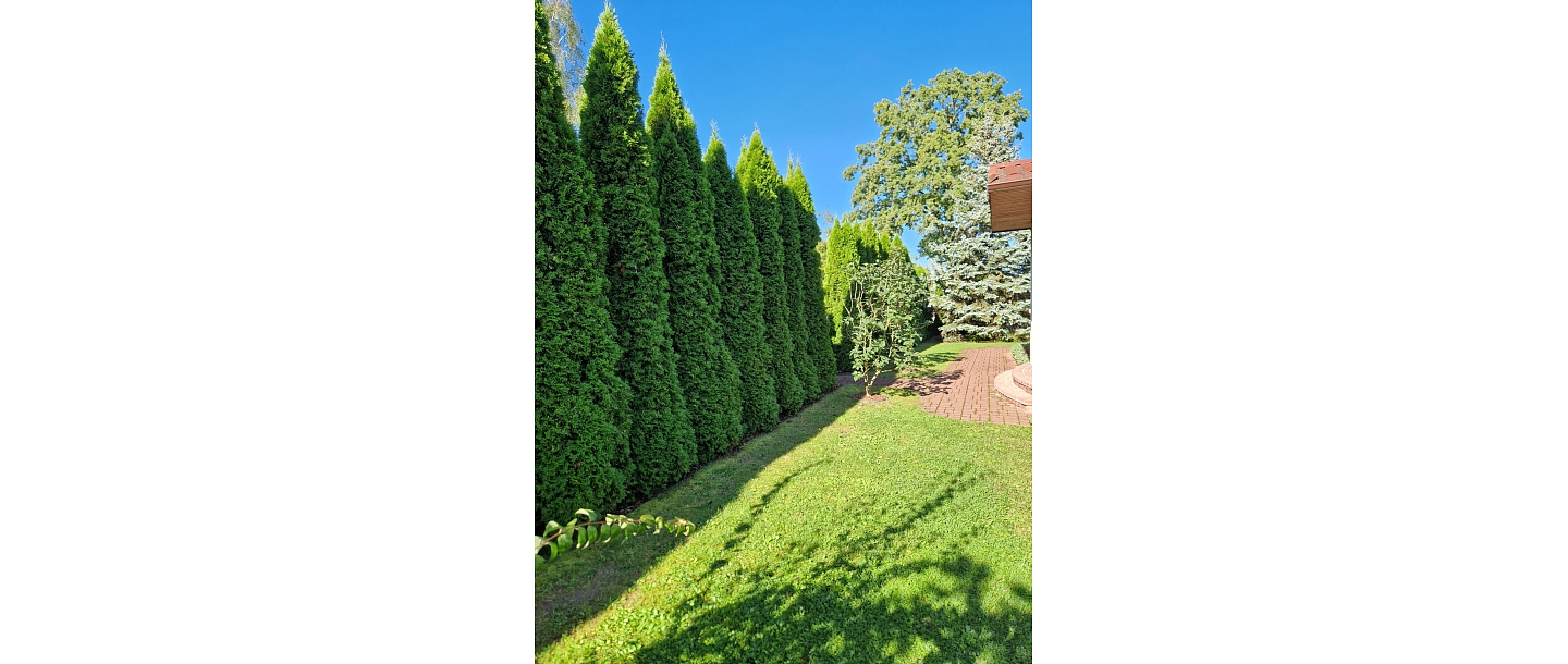 hedge planting