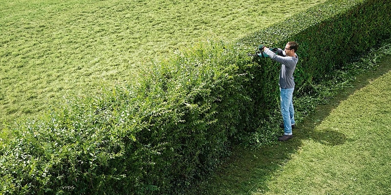 Hedge and shrub care
