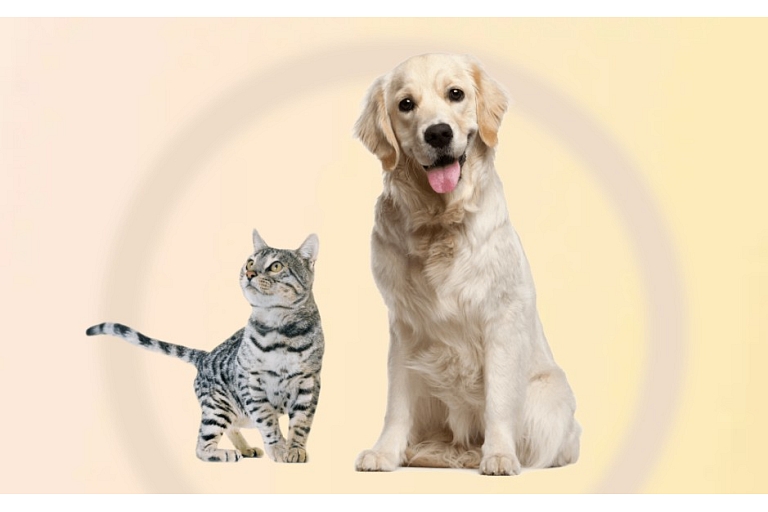 Everything you need for dogs and cats