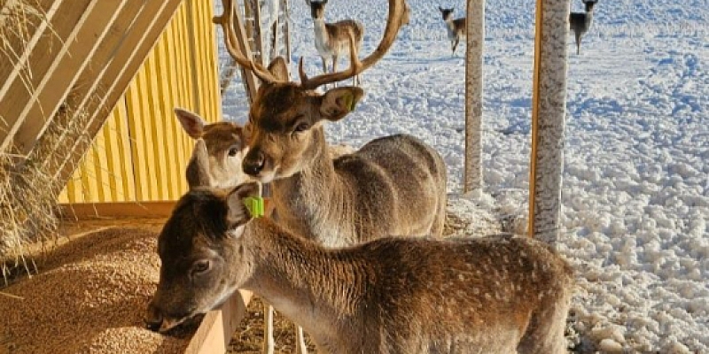 Animal viewing and feeding
