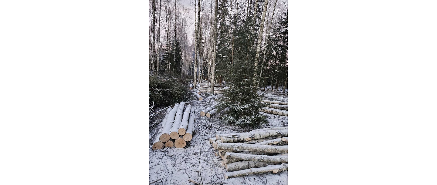 Ziemas mežizstrāde - kokmateriālu sagatavošana dažādos apstākļos