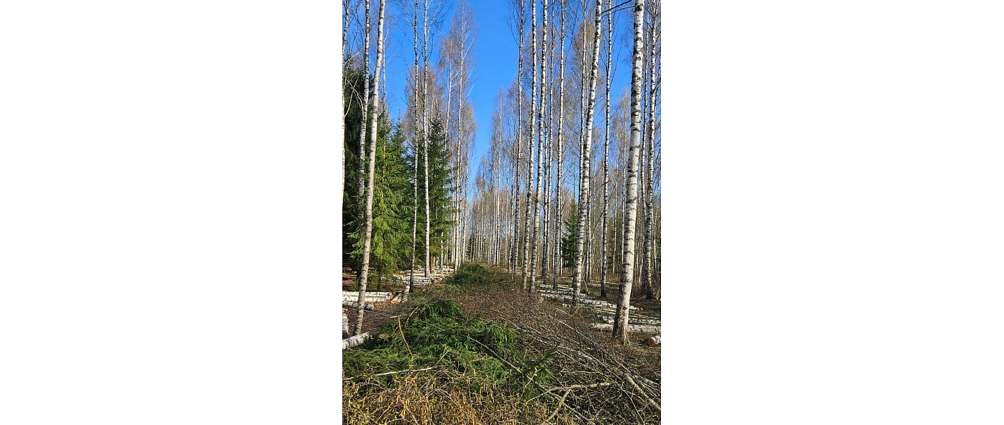 Forest exploitation area after professionally performed works