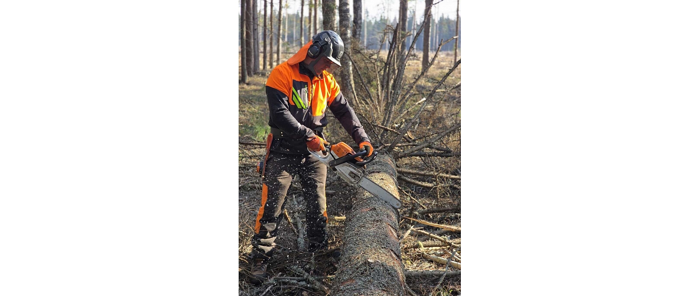 Tree felling works in the forest - high-quality logging in Latgale
