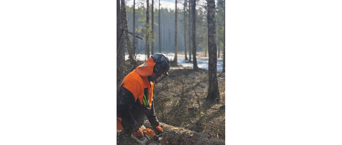 Logging process with a hand chainsaw in a natural environment
