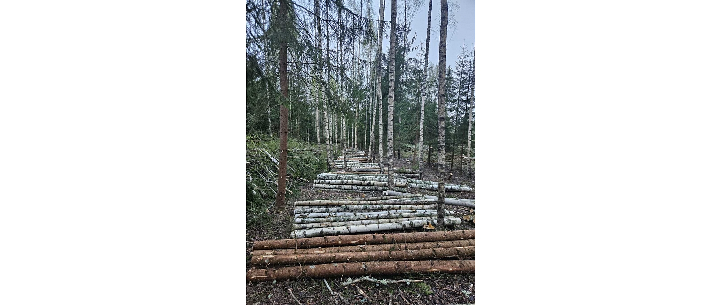 Prepared timber after logging in the forest
