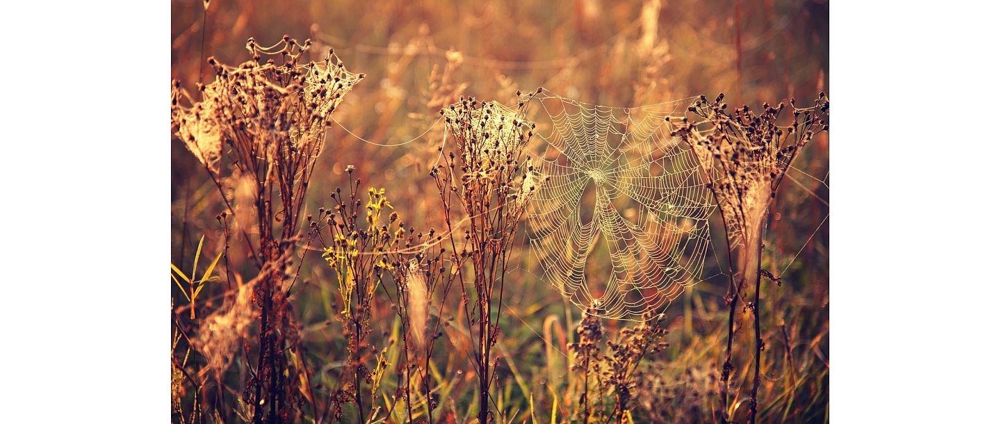 Photographer