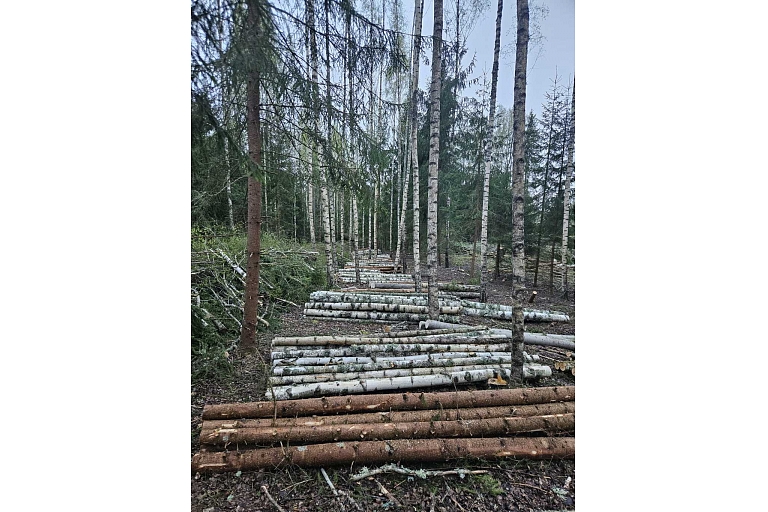 Prepared timber after logging in the forest