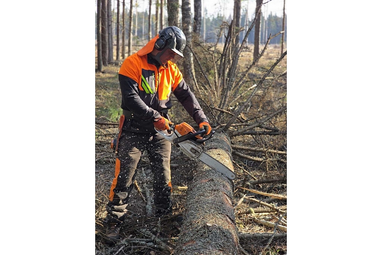 Tree felling works in the forest - high-quality logging in Latgale