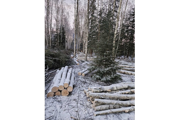 Ziemas mežizstrāde - kokmateriālu sagatavošana dažādos apstākļos