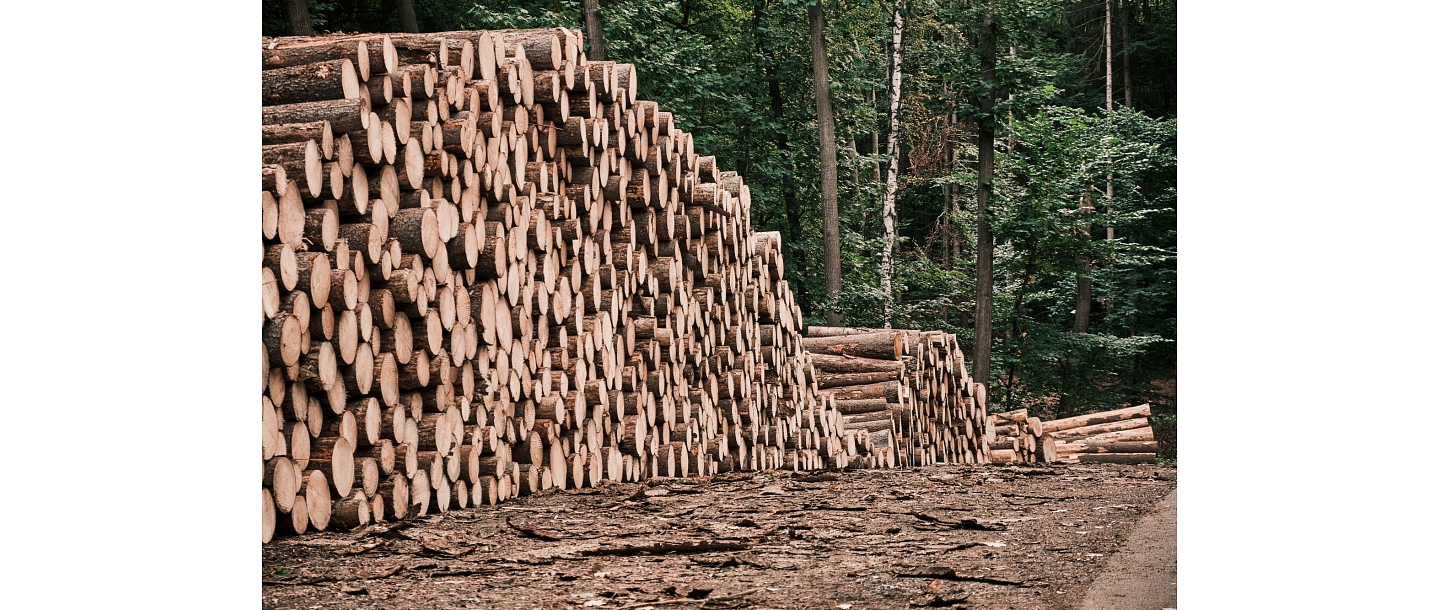 Acquisition of felling rights