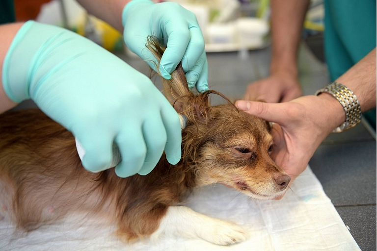 Diennakts veterinārā klīnika Rīga