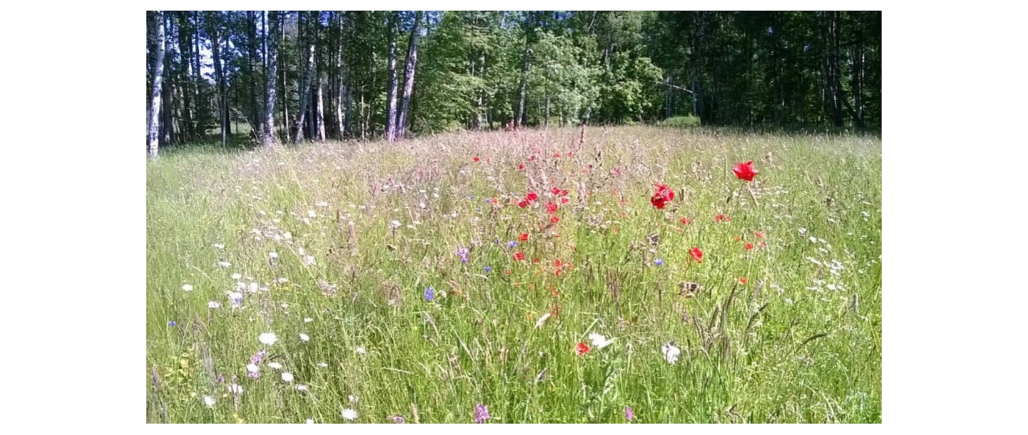 Grass seeds for meadows and pastures
