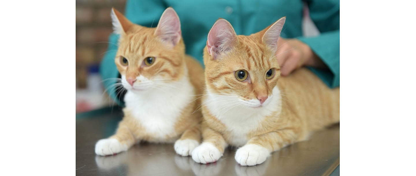 Клиника Бейнерт