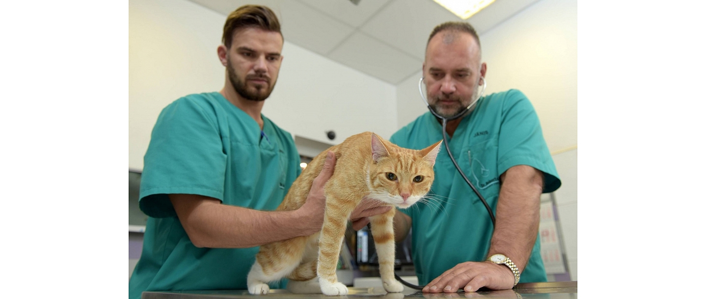 Good veterinary clinic in Riga Dr. Beinerts