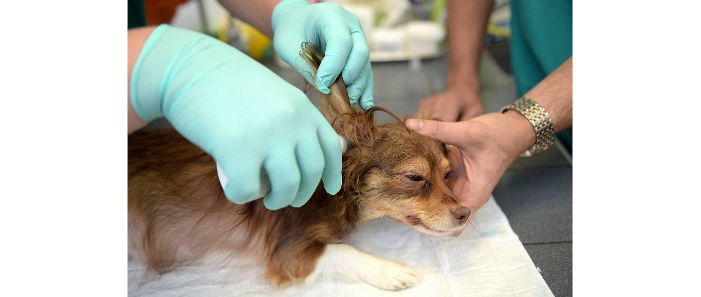 Diennakts veterinārā klīnika Rīga