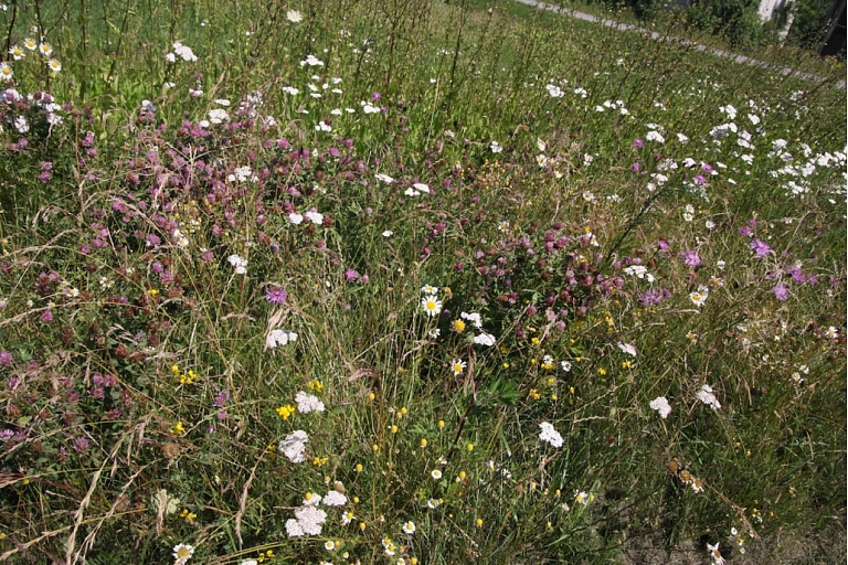 Grass seed mixtures