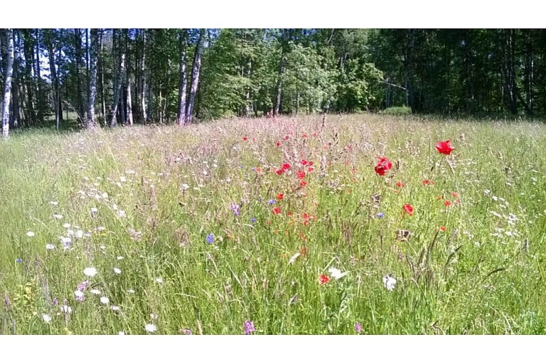 Grass seeds for meadows and pastures
