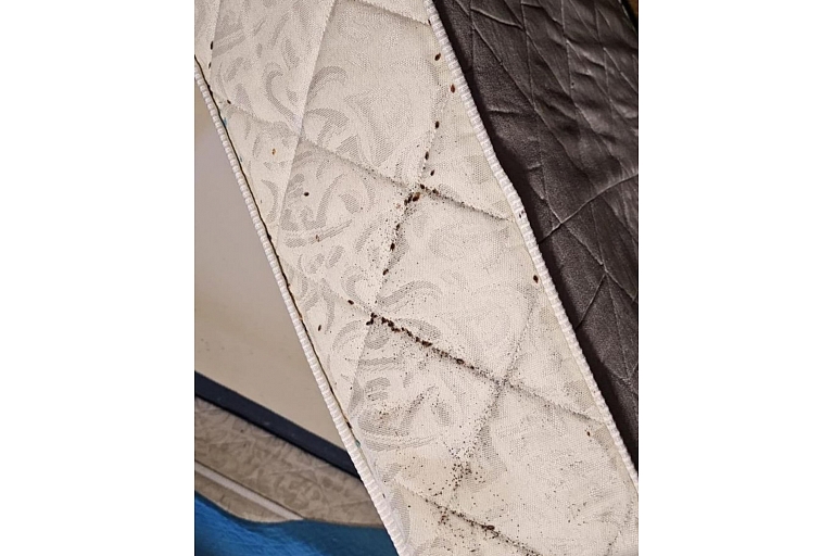 Bed bugs