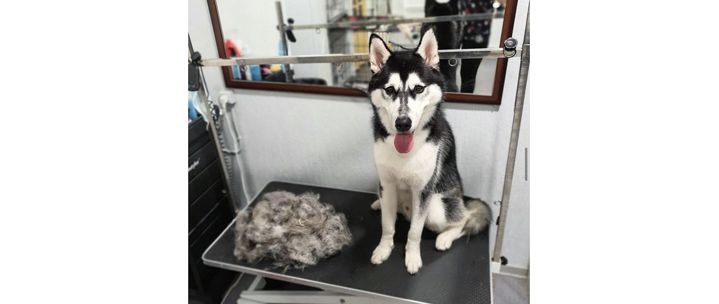 Dog grooming in Sarkandaugava