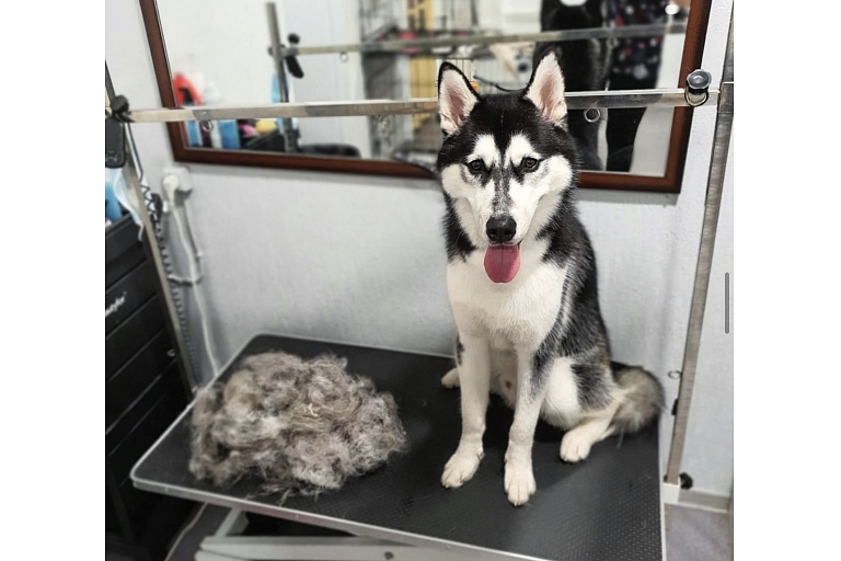 Dog grooming in Sarkandaugava