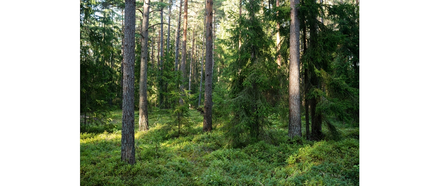 Sustainable forestry