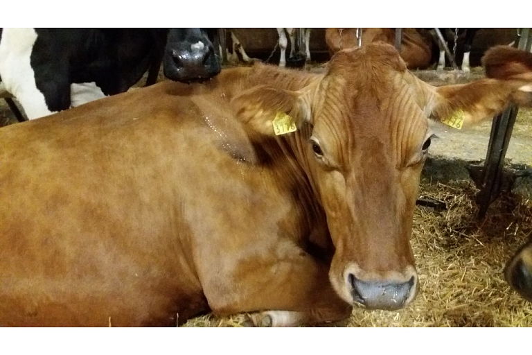 Cattle trade