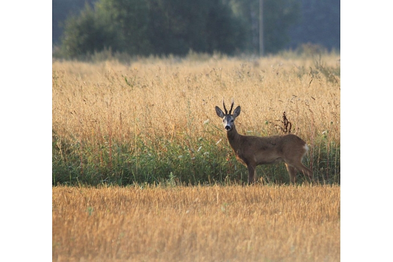 Exclusive hunting opportunities in Canada – an unforgettable adventure in the northern wilderness