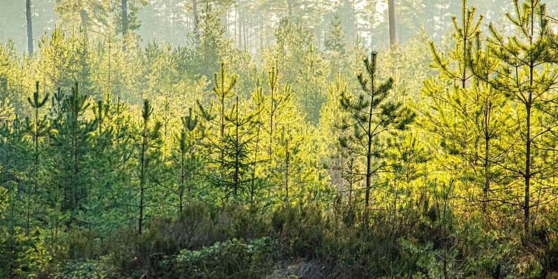 Восстановление леса