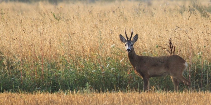 Персонализированное предложение для охоты