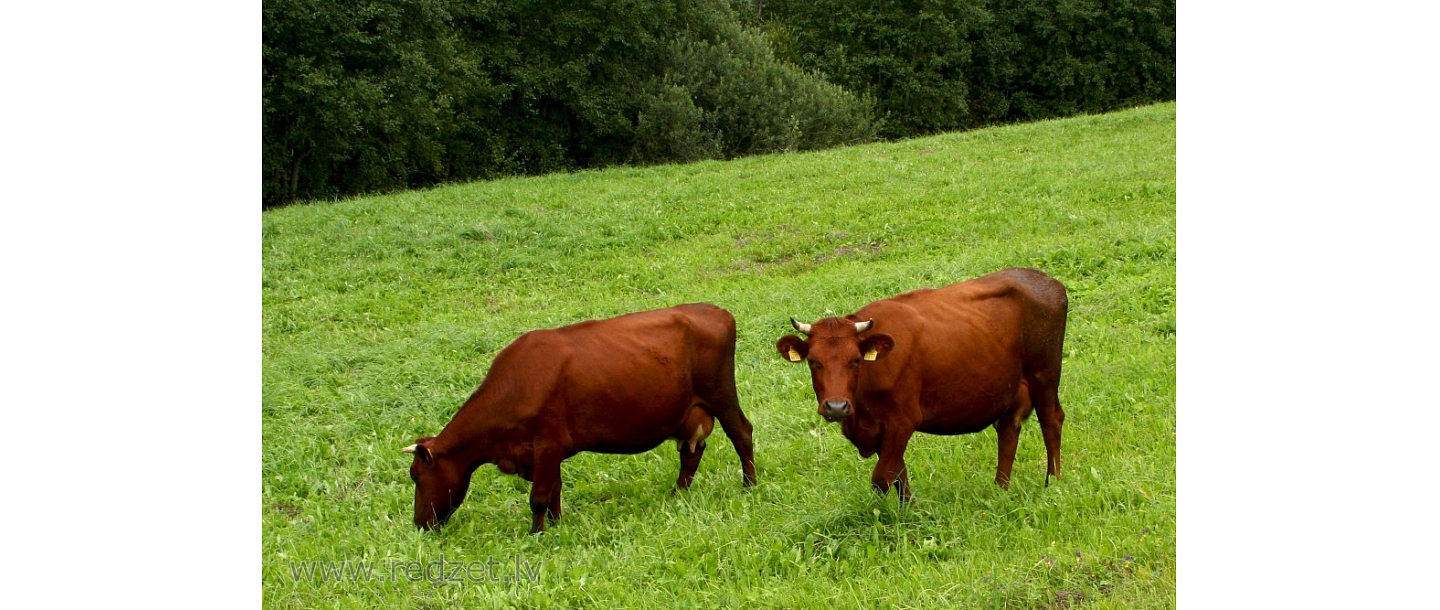 Govju audzēšana
