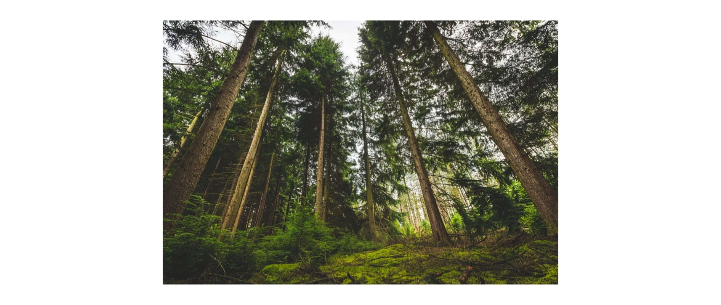 Покупка лесов