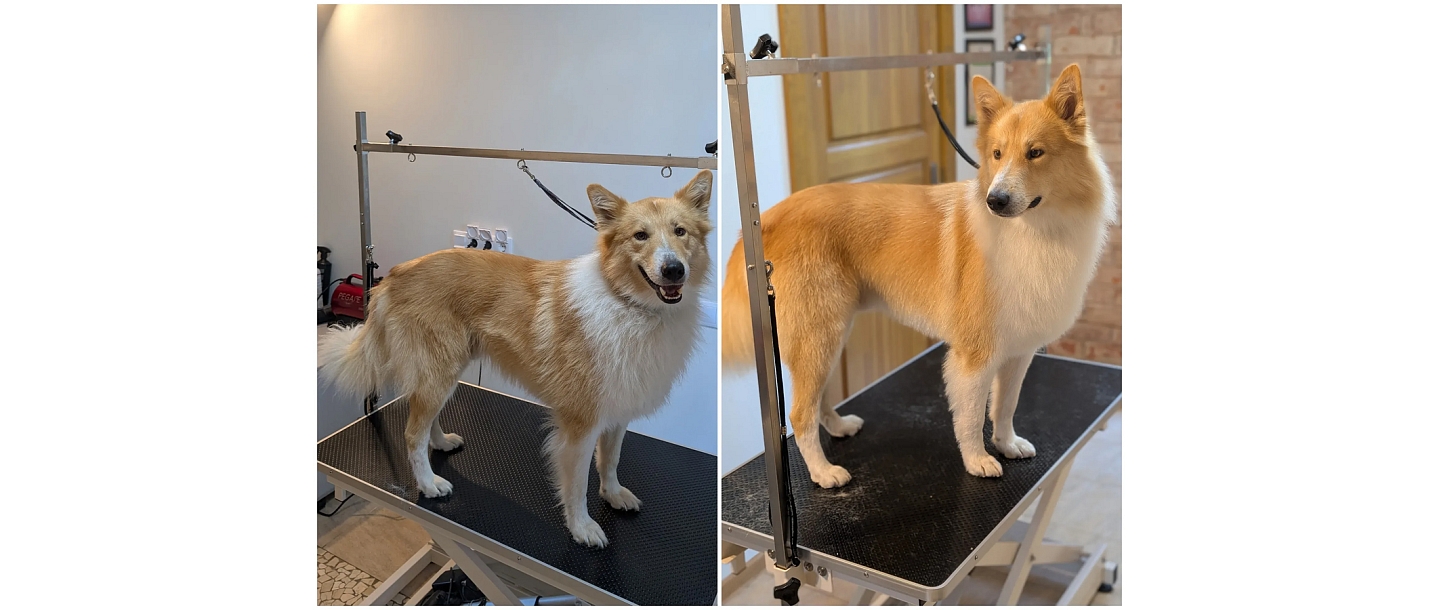 Ķepu salons, парикмахерская для собак 