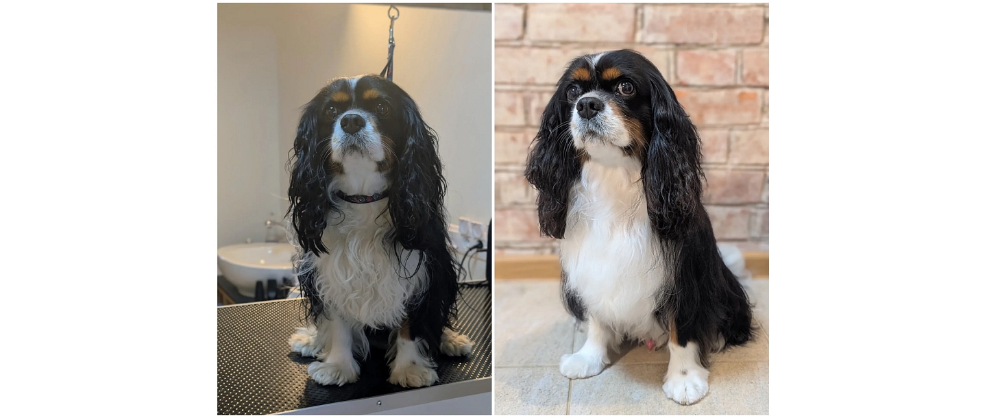 Paw Salon