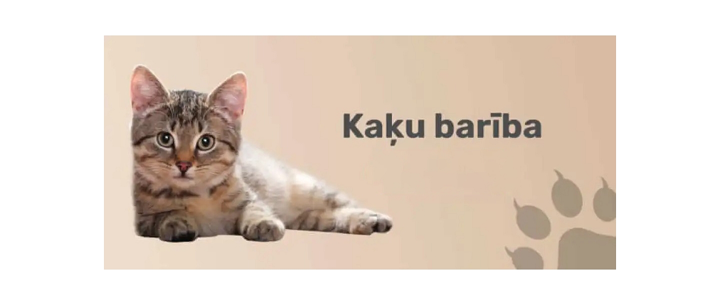cat food