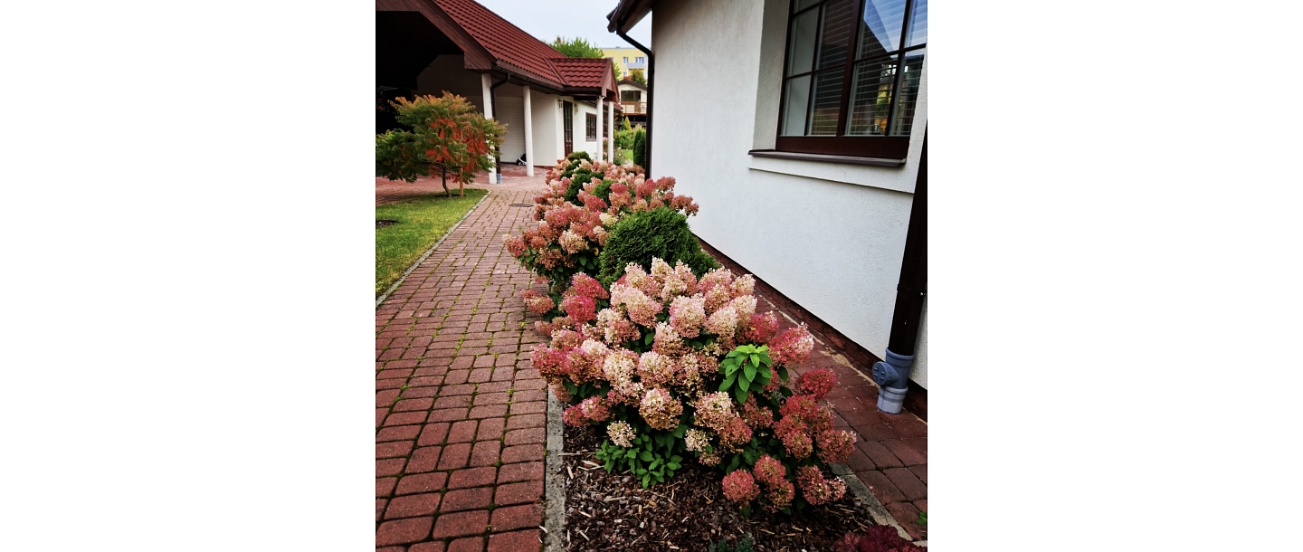 flowerbed