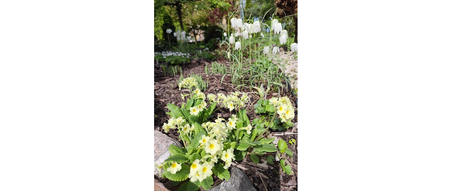 flowerbed