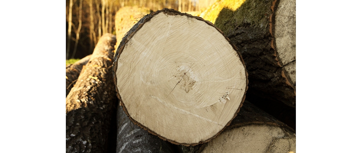 Purchase of saw logs