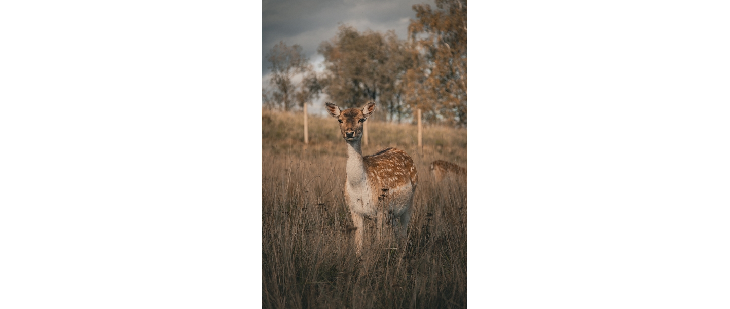 Sigulda Zoo